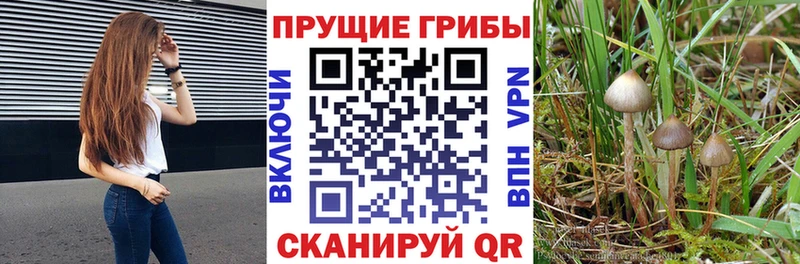 продажа наркотиков  Зерноград  Псилоцибиновые грибы Cubensis 